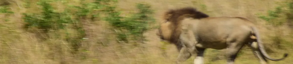 Serengeti National Park - Central