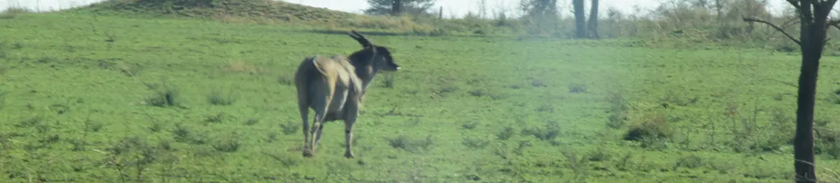 Serengeti National Park - Central