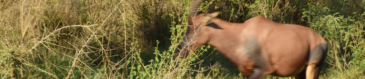 Serengeti National Park - Central