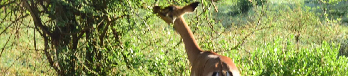 Serengeti National Park - Central