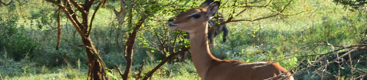 Serengeti National Park - Central