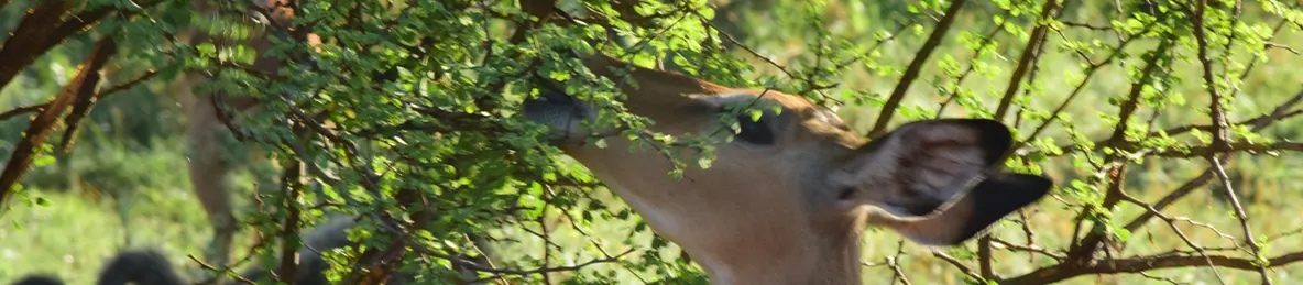 Serengeti National Park - Central