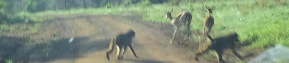 Serengeti National Park - Central