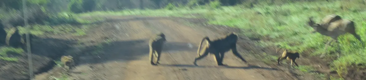 Serengeti National Park - Central
