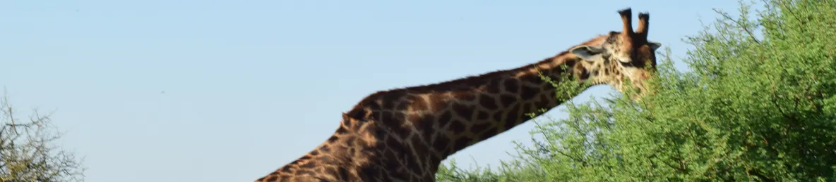 Serengeti National Park - Central