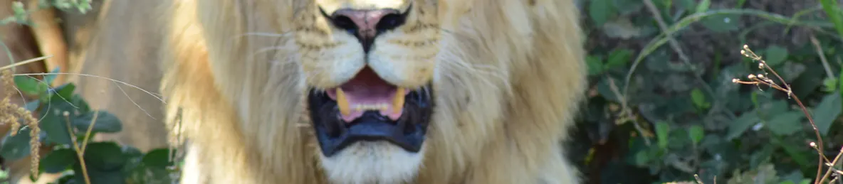 Serengeti National Park - Central