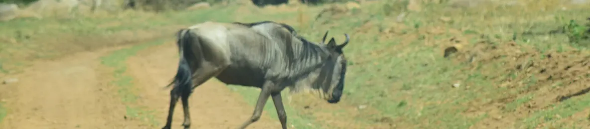 Serengeti National Park - Central