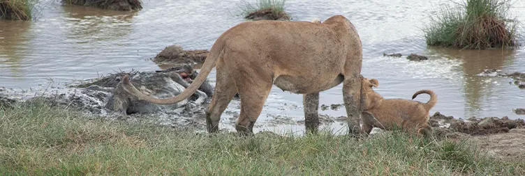 Manyara to Serengeti (Afternoon Game Drive) 