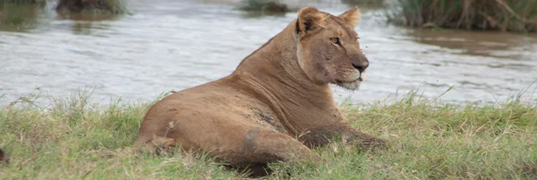 Arusha to Central Serengeti