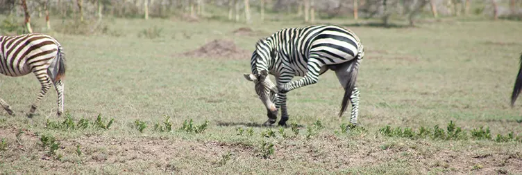 Arusha to Central Serengeti