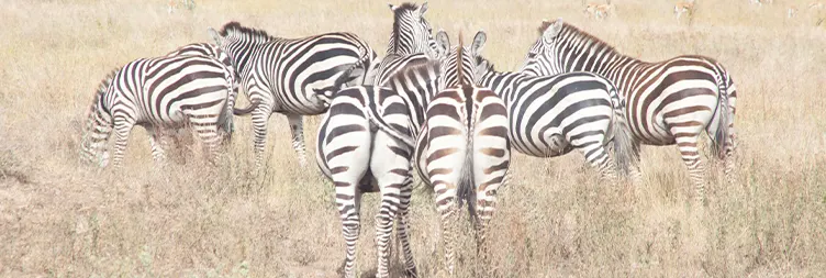 Central Serengeti Full Day Tour