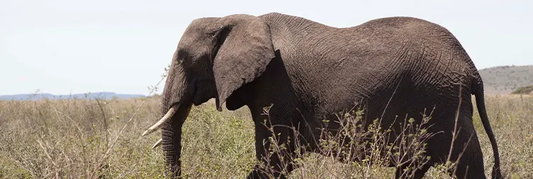 Manyara to Serengeti (Afternoon Game Drive) 