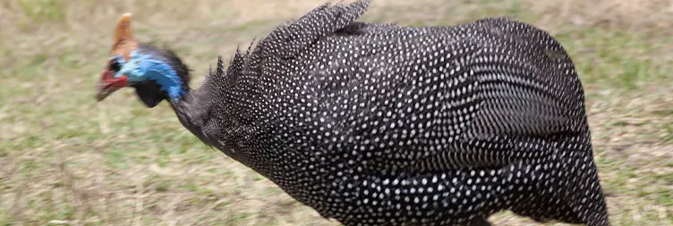 Tarangire to Serengeti Central (Half-Day Game Drive)