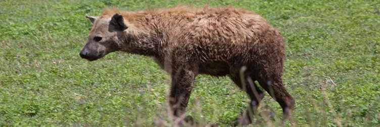 Tarangire to Serengeti Central (Half-Day Game Drive)