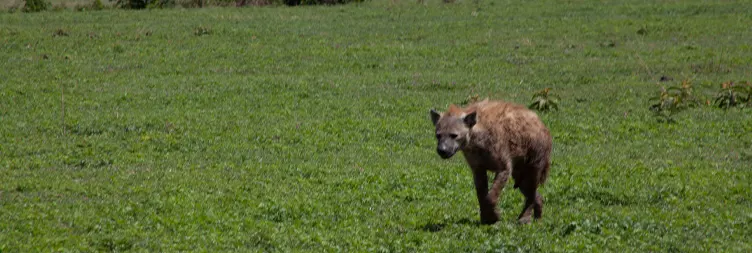 Central Serengeti Full Day Tour 
