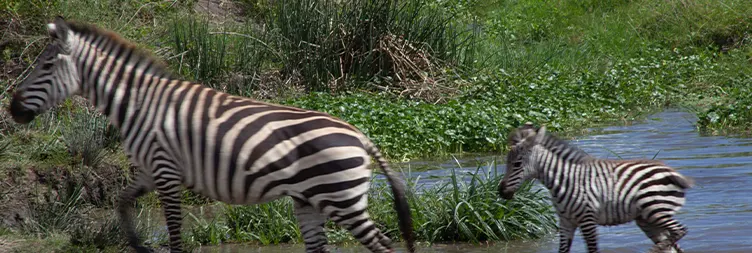 Arusha to Central Serengeti: 