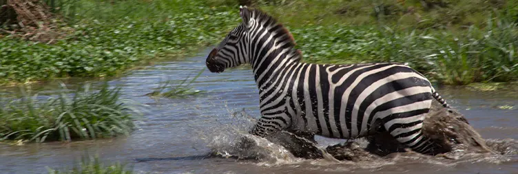 Tarangire to Serengeti Central (Half Day Game Drive) 