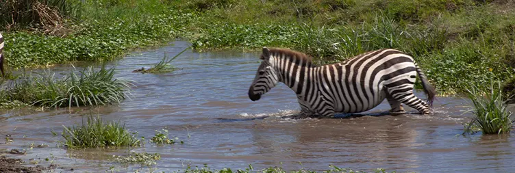 Ngorongoro Crater (Full Day Tour) back to Arusha 