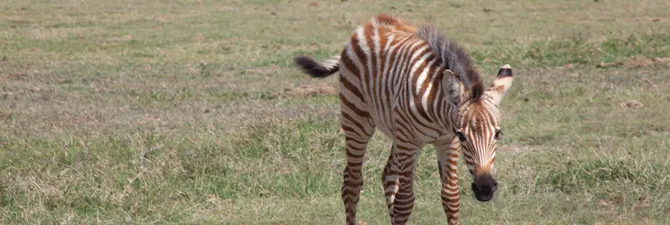 Arusha to Central Serengeti 