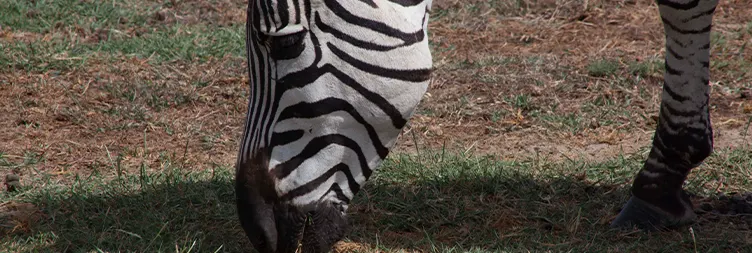 Arusha to Central Serengeti