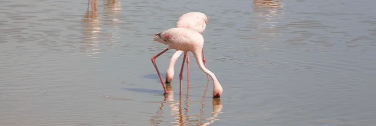 Tarangire to Serengeti Central (Half Day Game Drive) 