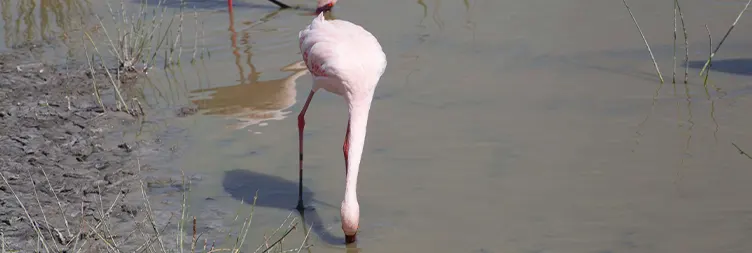 Central Serengeti Full Day Tour