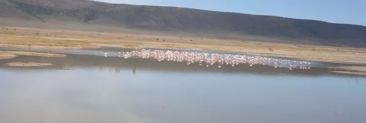 tarangire to Serengeti Central (Half Day Game Drive) 