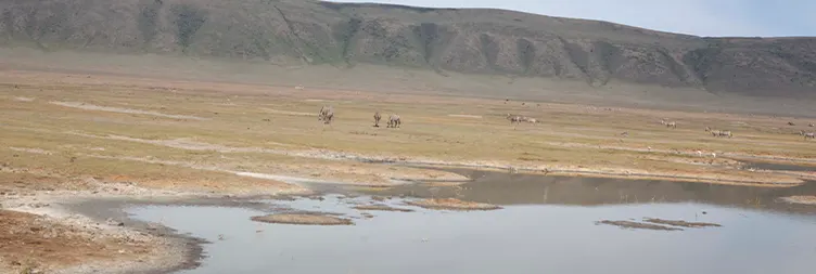 Central Serengeti Full Day Tour