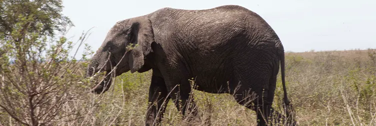 Manyara to Serengeti (Afternoon Game Drive) - Budget-Friendly Wilderness 