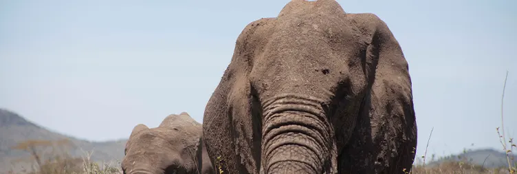 Tarangire to Serengeti Central (Half Day Game Drive)