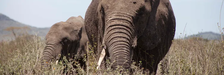 Arusha to Central Serengeti 