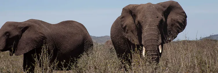 Morning Serengeti Safari Tour to Manyara via Ngorongoro