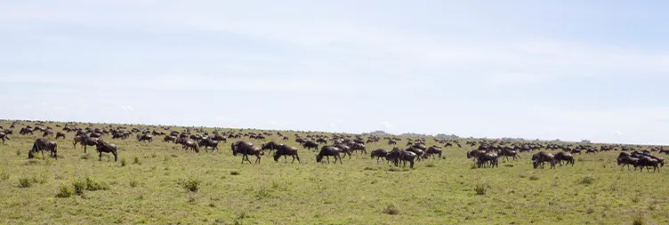 Serengeti (Morning Game Drive) to Ngorongoro 