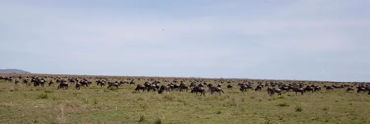 Manyara to Serengeti (Afternoon Game Drive) 