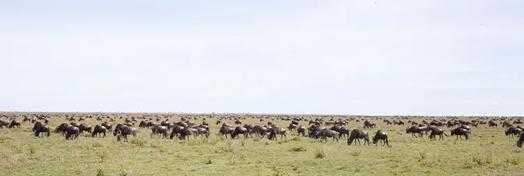 Central Serengeti Full Day Tour 
