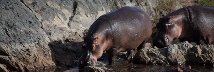 Serengeti to Ngorongoro