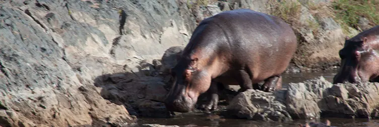 Tarangire to Serengeti Central (Half Day Game Drive) 