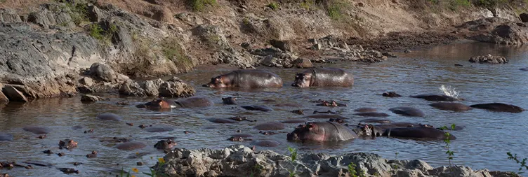 Central Serengeti Full Day Tour 
