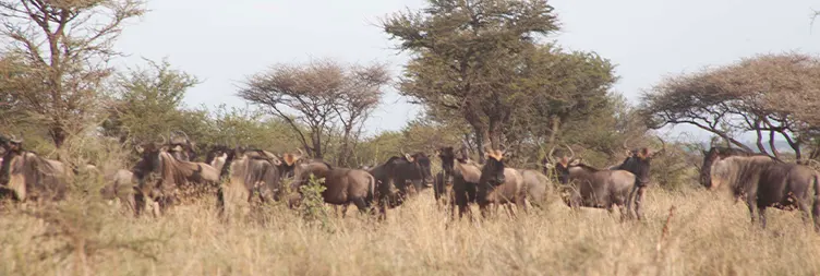 Tarangire to Serengeti Central (Half Day Game Drive) 