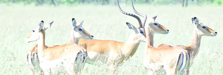 Tarangire to Serengeti Central (Half Day Game Drive)