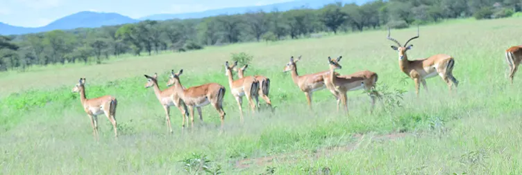 Serengeti (Morning Game Drive) to Ngorongoro 