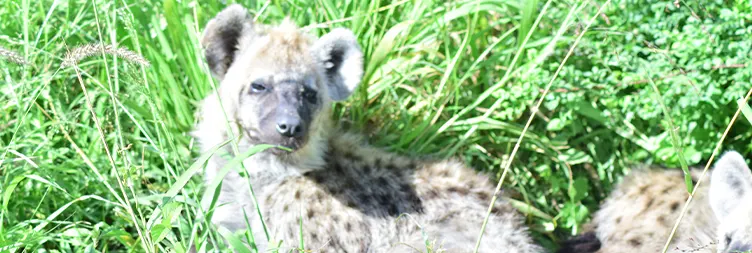 Ngorongoro Crater Tour back to Arusha 