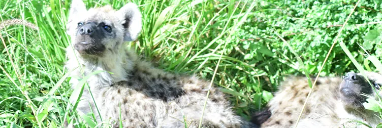 Central Serengeti Full Day Tour 