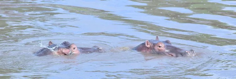 Arusha to Central Serengeti