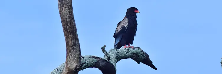 Tarangire to Serengeti Central (Half-Day Game Drive)