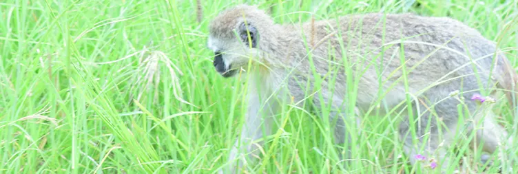 Manyara to Serengeti (Afternoon Game Drive) 