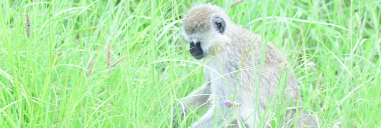 Serengeti (Morning Game Drive) to Ngorongoro 