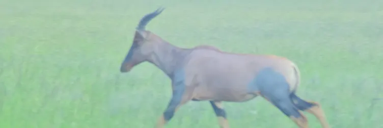 Tarangire to Serengeti Central (Half Day Game Drive) 