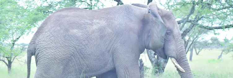 Manyara to Serengeti (Afternoon Game Drive) 