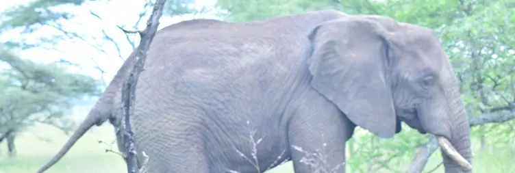  Central Serengeti Full Day Tour 